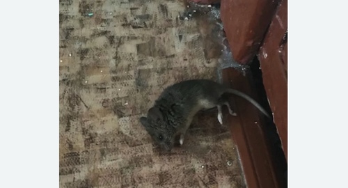 Дезинфекция от мышей в Задонске